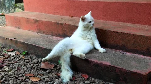 White cat sitting upright like human. Cat sits in human-like posture Stock Footage 253695218
