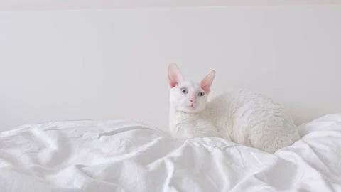 White cat sitting on a white background Stock Footage 149435751