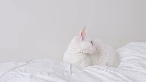 White cat sitting on a white background Stock Footage 149435916