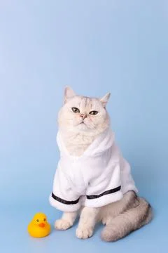 White cat is sitting in a white bathrobe, on a blue background Stock Photos