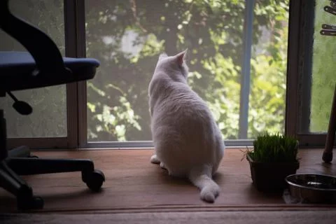 White Cat Sitting by the Window Looking Outside Stock Photos