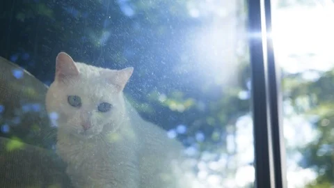 White cat sitting in window sill while sun rises - cinematic clip - V1 Stock Footage 116032973
