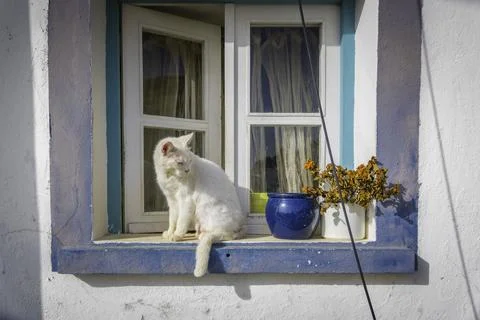 White Cat Sitting on Window Sill of a mediterranean house Stock Photos