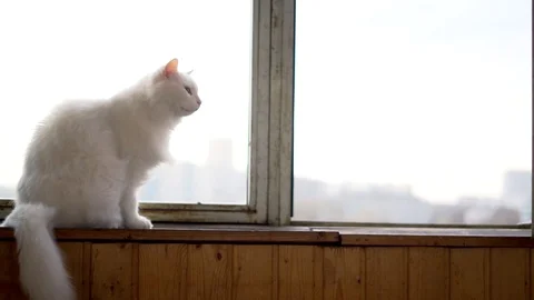 White cat sitting on the window sills Stock Footage 100332304