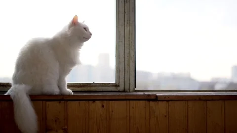 White cat sitting on the window sills Stock Footage 100332355