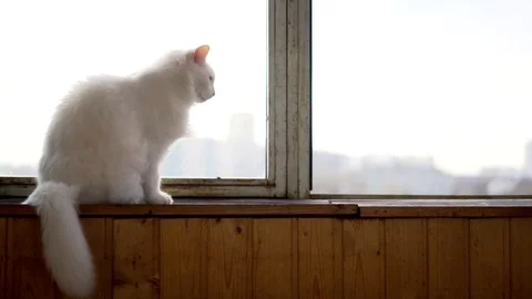 White cat sitting on the window sills Stock Footage 100332382