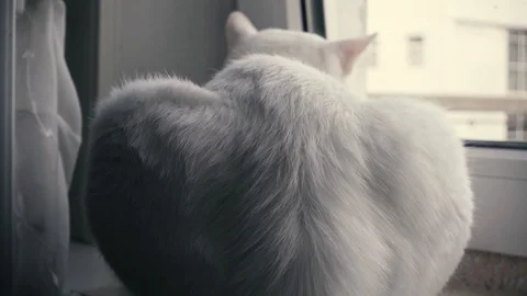 White cat sitting on the windowsill turned his back Stock Footage 95998221