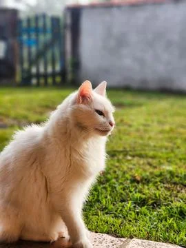 White cat sitting in a yard Stock Photos