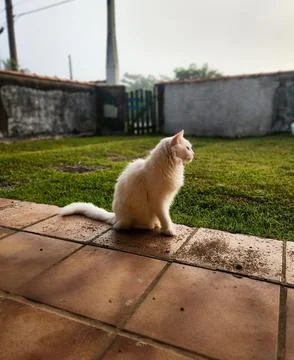 A white cat sitting in a yard Stock Photos