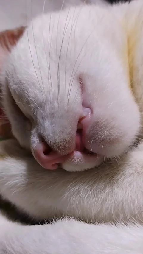 White cat sleep, with good dreamy look lazy comfortable. Stock Footage 325408522