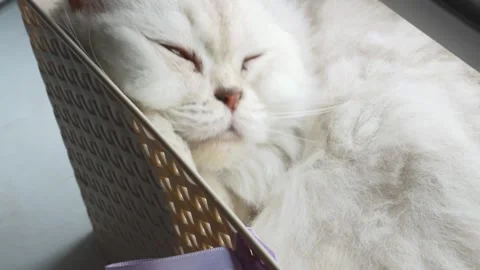 White cat sleeping in basket 스톡 동영상 283402896