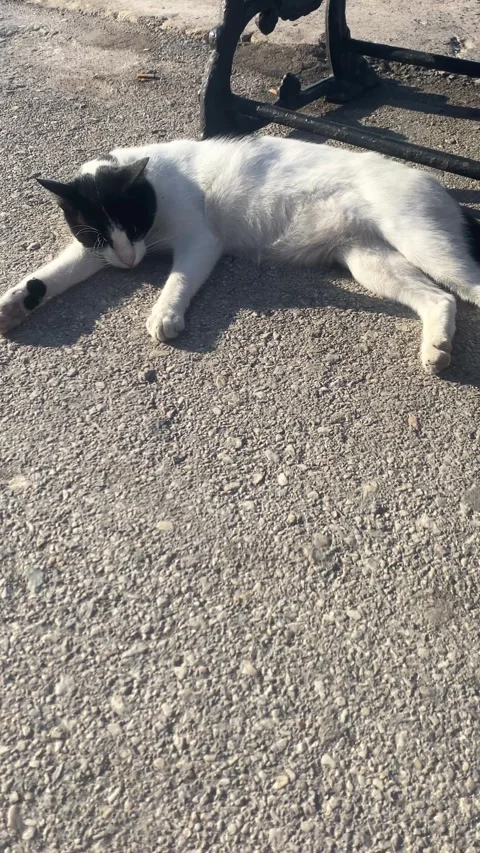 White cat sleeping on the beach. Vertical video 库存影片 286740216