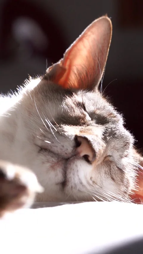 White cat is sleeping on the bed at home Stock Footage 257542673