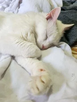 White Cat Sleeping on Bed Stock Photos