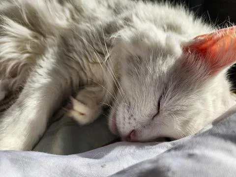 White Cat Sleeping on a Blanket Stock Photos