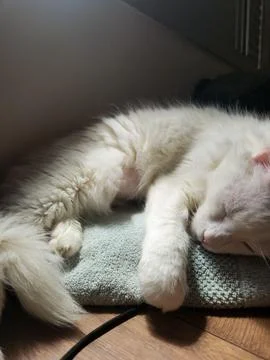 White Cat Sleeping on a Blanket Stock Photos