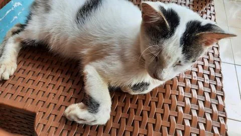 White cat sleeping on brown wicker chair 01 Stock Photos