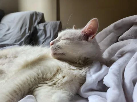 White Cat Sleeping on a Cozy Bed Stock Photos