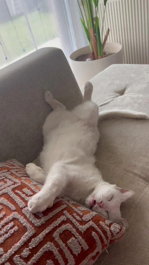 White cat sleeping in a cozy home environment on a the sofa Stock Footage 336816565