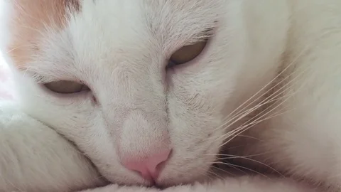 White Cat Sleeping. Extreme Close Up Stock Footage 84325165