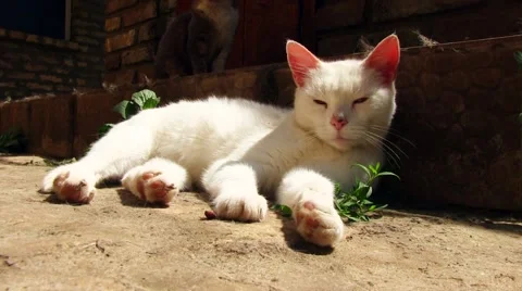 White cat sleeping Vidéo 50923010