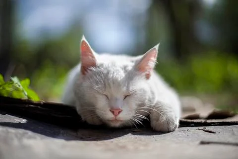 White cat sleeping on the ground Stock Photos