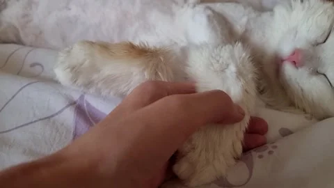 White Cat sleeping, its paw in a person's hand gently stroking it with a fi.. Video stock 305880400
