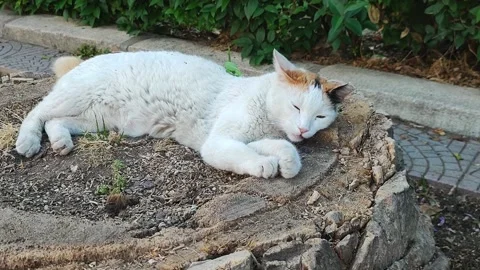 White cat is sleeping on the log Stock Footage 197048154