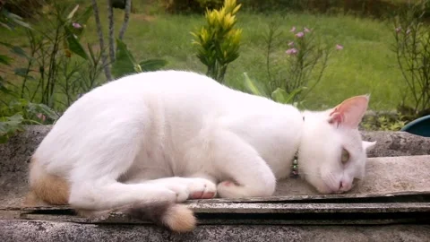 White cat sleeping in the morning resting outside flower garden. Stock Footage 203897462