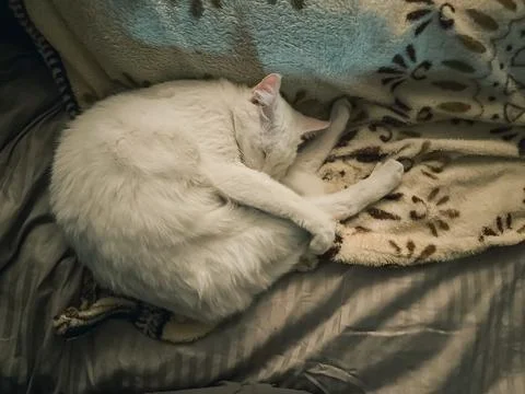 White Cat Sleeping on Patterned Blanket Stock Photos