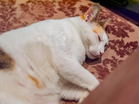 White Cat Sleeping On Patterned Fabric Foto stock