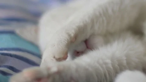 White Cat Sleeping, Paws Covering Head Stock Footage