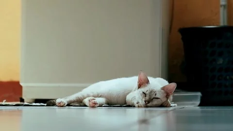 A white cat sleeping peacefully on the floor Stock Footage 320443378