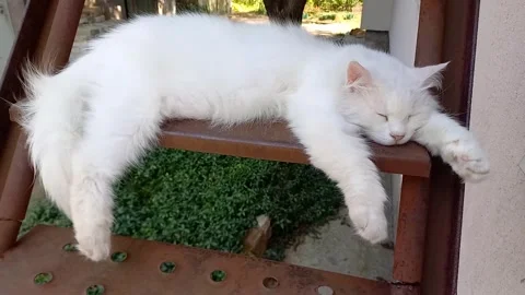 White cat sleeping peacefully on step of iron staircase outdoors. Stock Footage 282315792