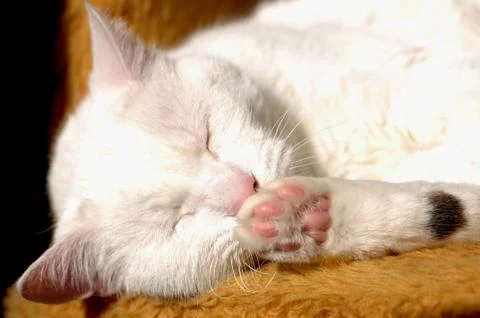 White cat sleeping 스톡 사진