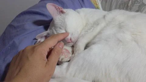 White cat sleeping on pillows, while female hand strokes him on the head. Stock Footage 137500405