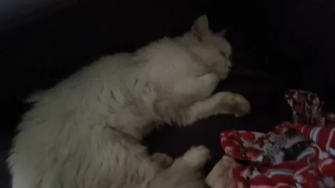 White cat sleeping on a red sofa Stock Footage 200583598