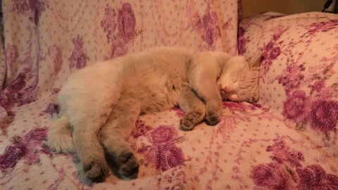 A white cat sleeping on the sofa. Beautiful cat try to sleep. kitten in home Stock Footage 146949659