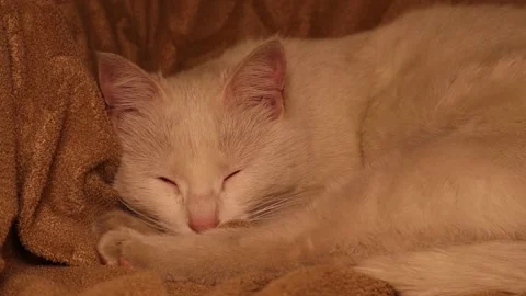 A white cat sleeping on the sofa. Beautiful cat try to sleep. kitten in home Stock Footage 148281961