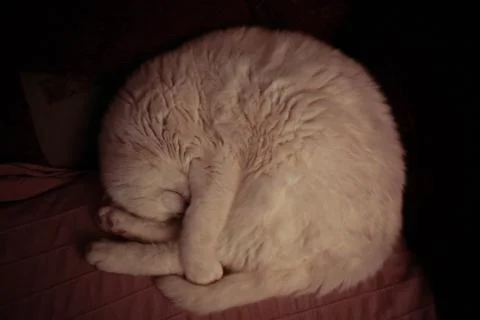 White cat sleeping on the sofa 스톡 사진