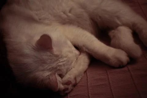 White cat sleeping on the sofa Stock Photos