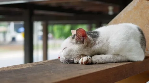 White cat sleeping on stair Stock Footage 268560947