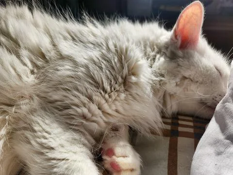 White cat sleeping in the sun Stock Photos