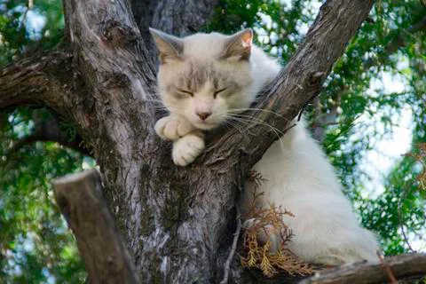 White cat sleeping on a tree Stock Photos
