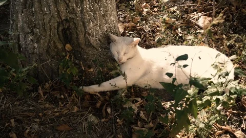 White cat sleeping under a tree in the sun Stock Footage 91585817
