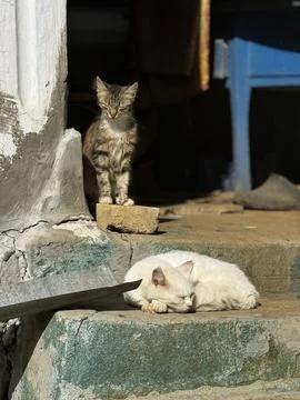 White Cat Sleeping While Tabby Cat Watches Nearby Foto stock