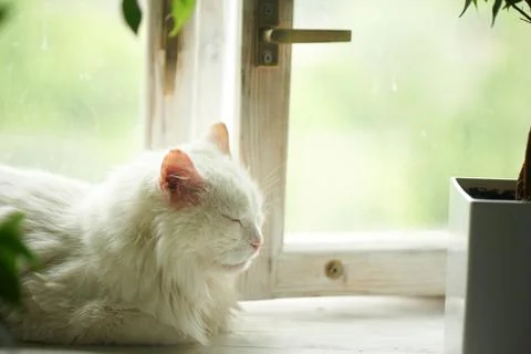 White cat sleeping on the windowsill by the window. Next to the tubs with green Stock Photos