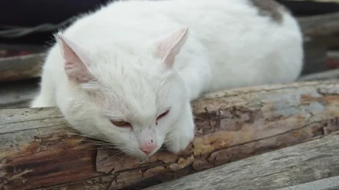 The white cat sleeps on a log Stock Footage 201103427