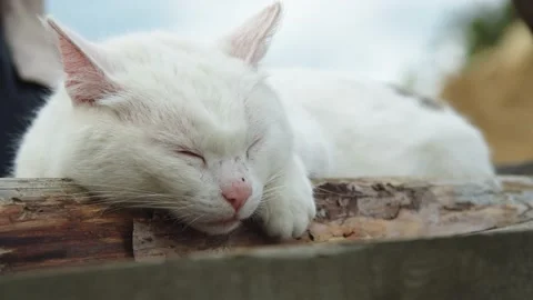 The white cat sleeps outside Video stock 201128364