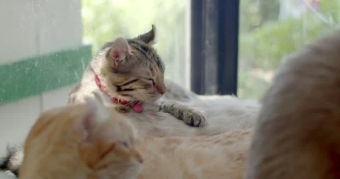 White cat sleeps on a window in the rays of sunlight.Cat sleeps on the window. Stock Footage 242937647